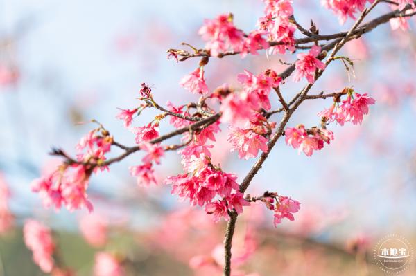 华英路樱花景观公园