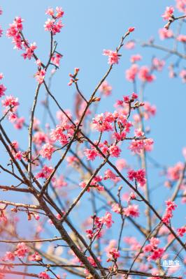 华英路樱花景观公园