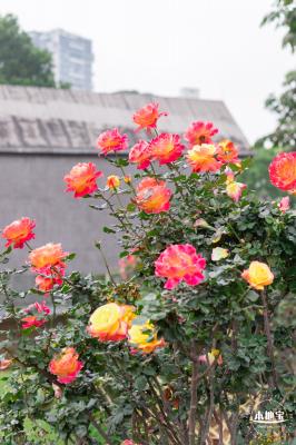 香蜜公园郁金香展