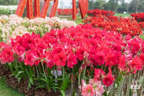香蜜公园郁金香展