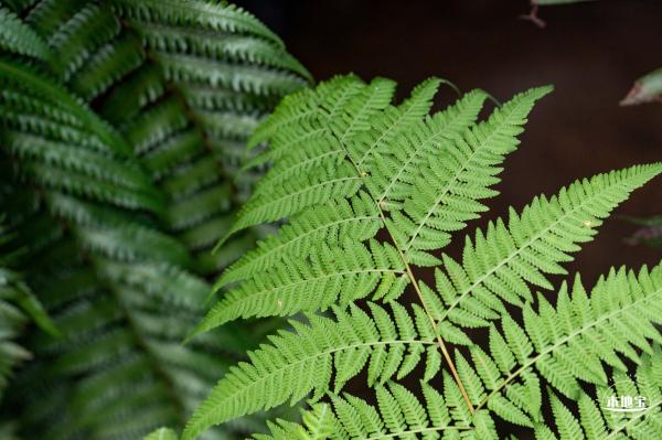 植树节-春