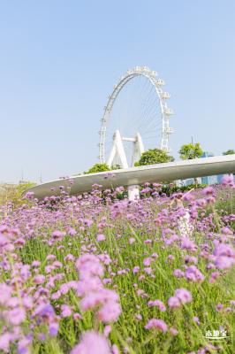 欢乐港湾马鞭草