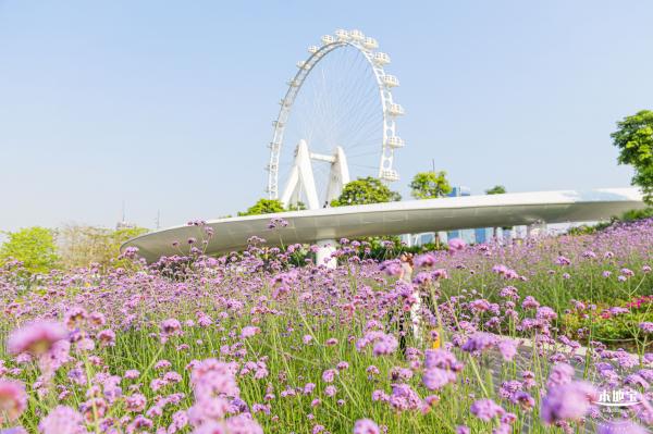 欢乐港湾马鞭草