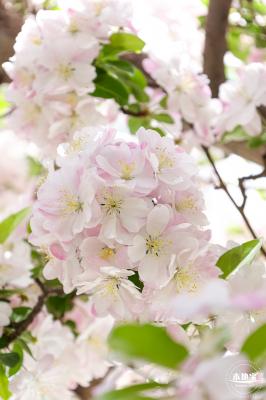 元大都遗址海棠花溪