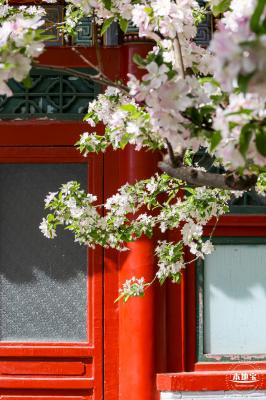 元大都遗址海棠花溪