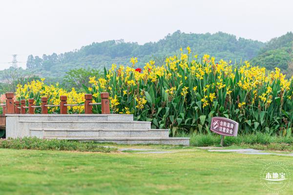 楼村湿地公园美人蕉