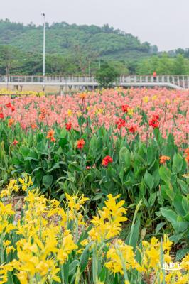 楼村湿地公园美人蕉