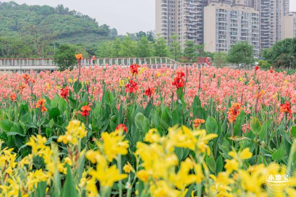楼村湿地公园美人蕉