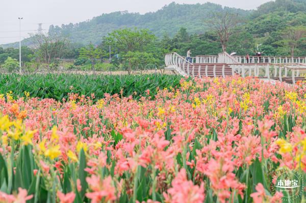 楼村湿地公园美人蕉