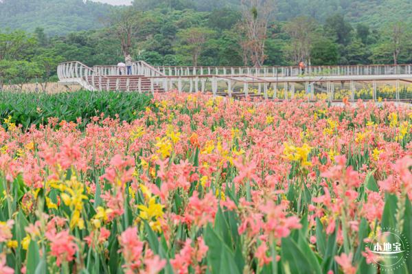 楼村湿地公园美人蕉