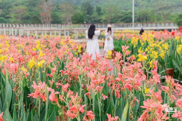 楼村湿地公园美人蕉