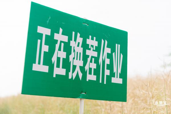 楼村湿地公园美人蕉