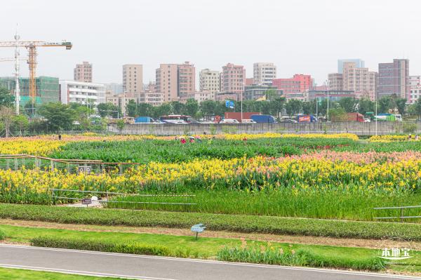 楼村湿地公园美人蕉