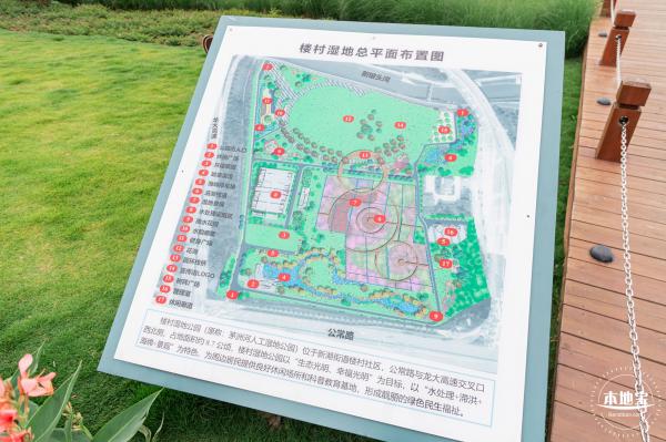 楼村湿地公园美人蕉
