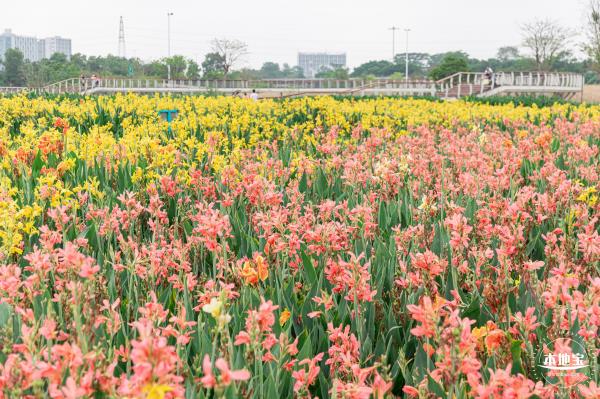 楼村湿地公园美人蕉