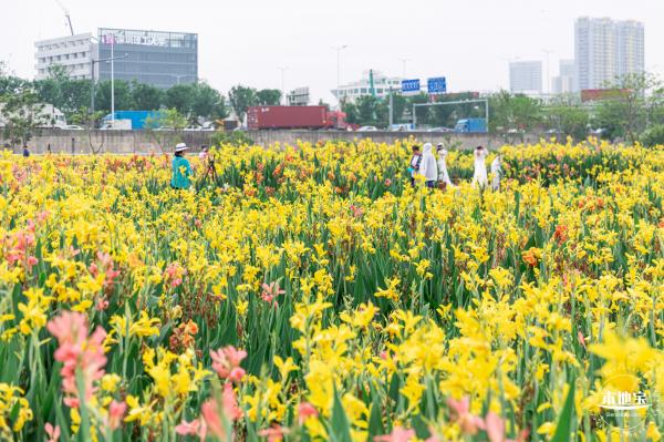 楼村湿地公园美人蕉