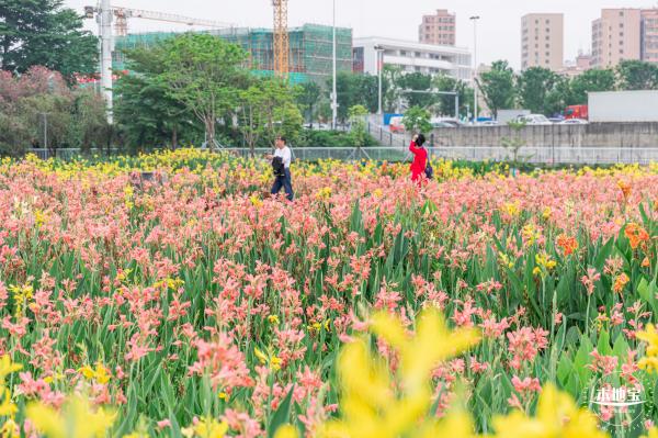 楼村湿地公园美人蕉