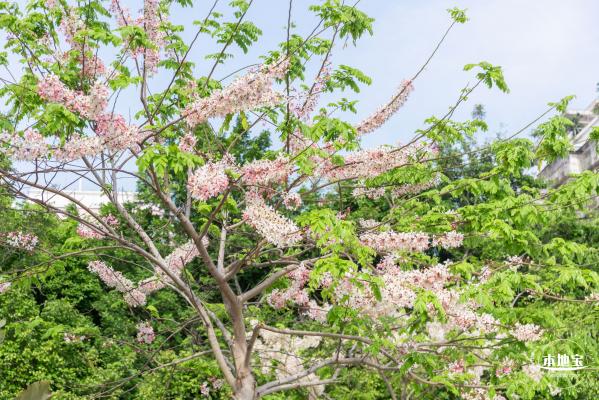 泰国樱花（园博园）