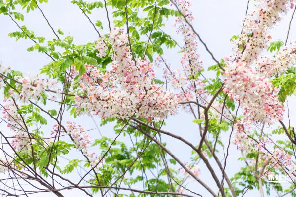 泰国樱花（园博园）