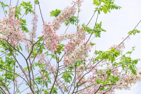 泰国樱花（园博园）