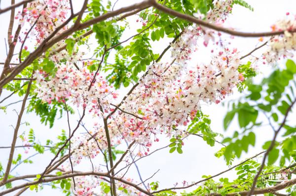 泰国樱花（园博园）
