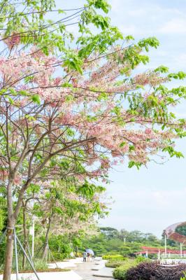 泰国樱花（园博园）