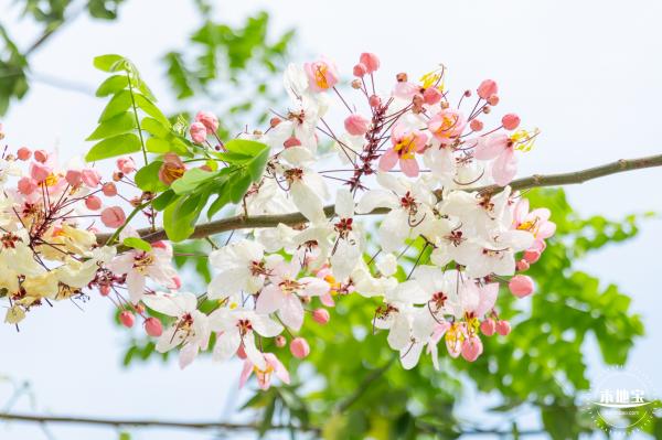 泰国樱花（园博园）