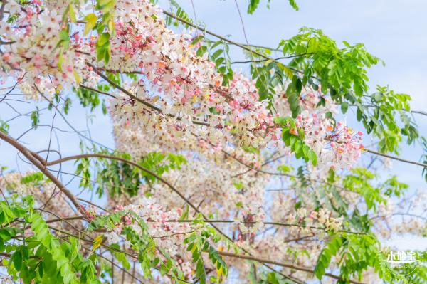 泰国樱花（园博园）