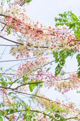 泰国樱花（园博园）