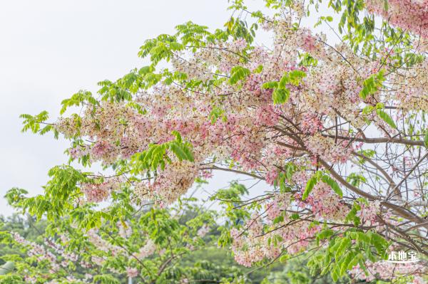 泰国樱花（园博园）