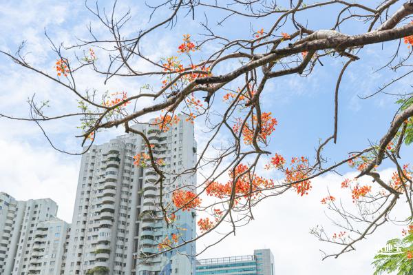 华侨城凤凰花开