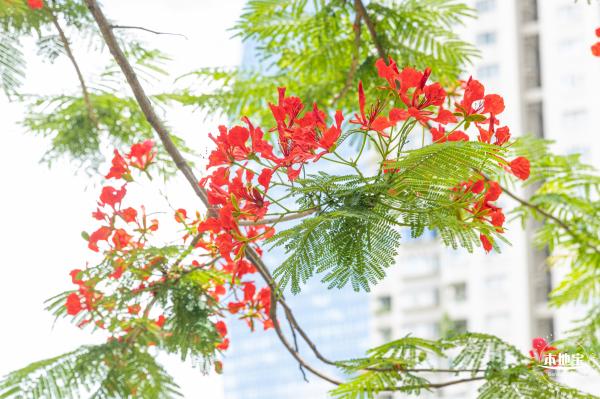 华侨城凤凰花开