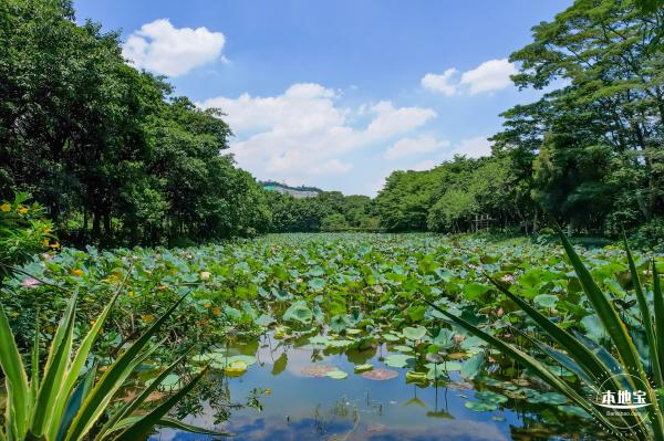 明湖城市公园