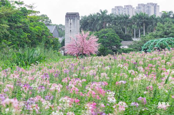 观澜版画村花海