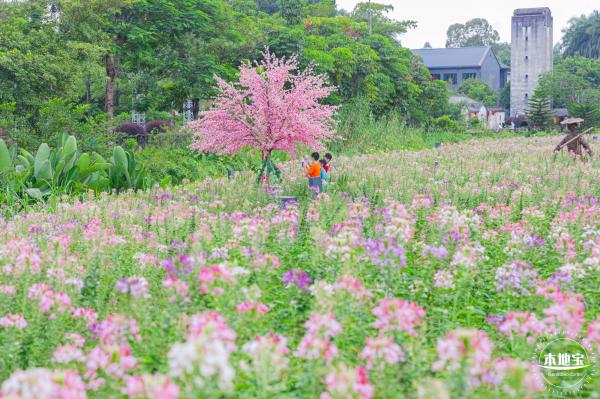观澜版画村花海