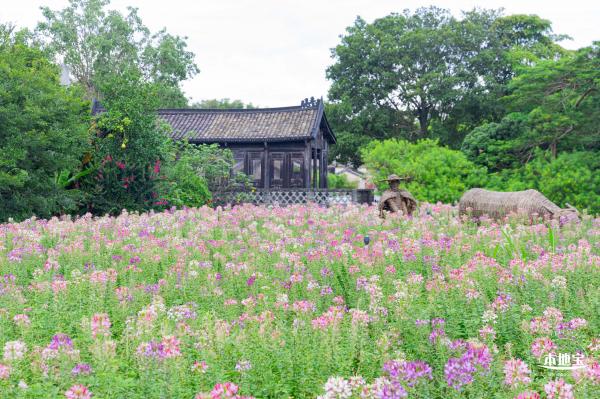 观澜版画村花海