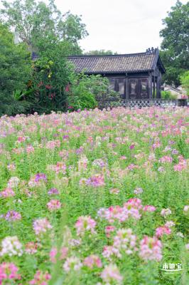 观澜版画村花海