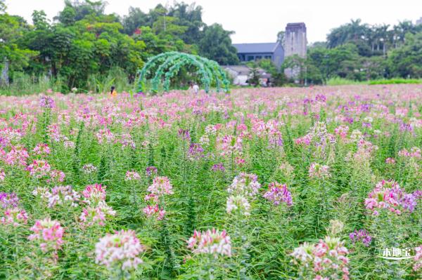 观澜版画村花海