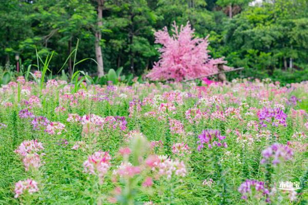 观澜版画村花海