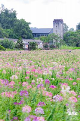 观澜版画村花海