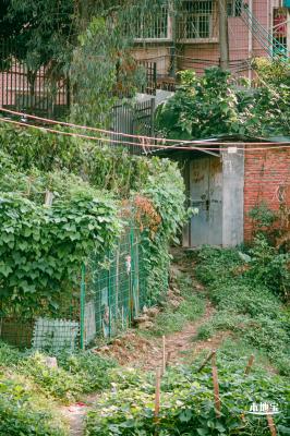鹊山老村