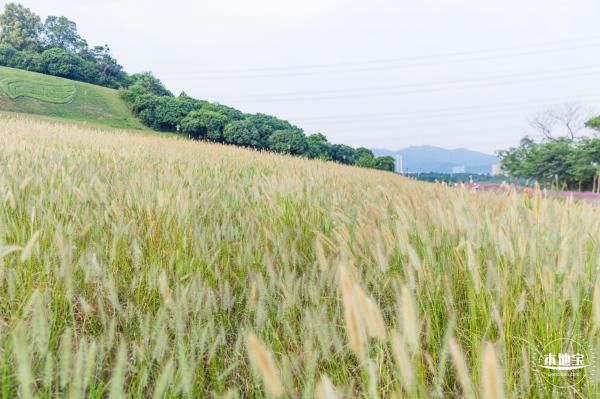 陌上花公园