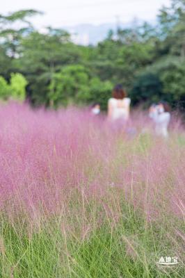 陌上花公园
