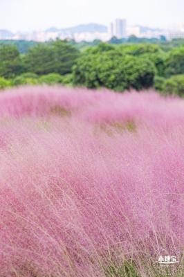 陌上花公园