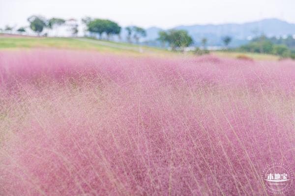 陌上花公园