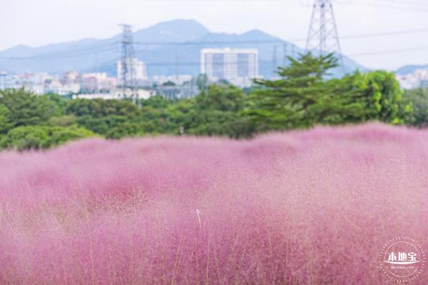 陌上花公园