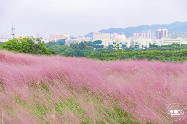 陌上花公园