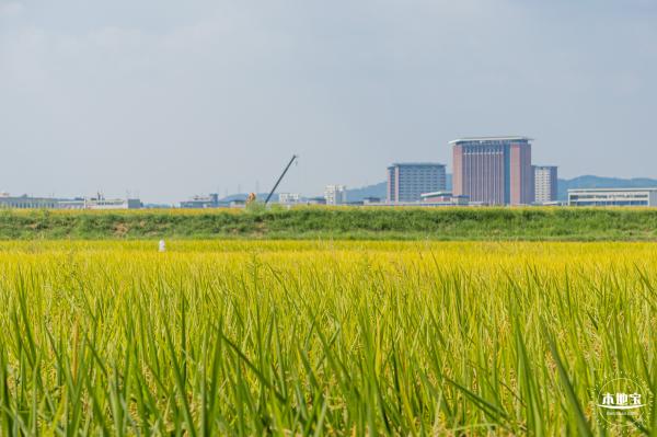 光明欢乐田园风光