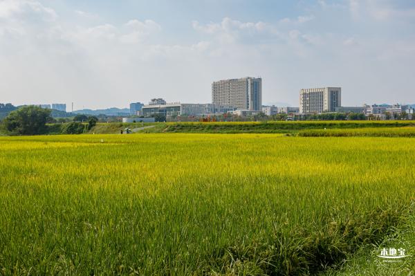光明欢乐田园风光