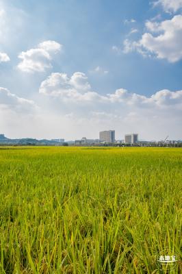 光明欢乐田园风光